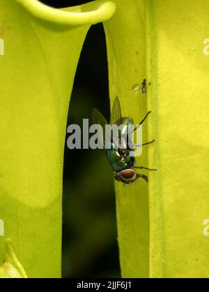 Mouche de mouche verte commune, Lucilia sericata, se nourrissant de minuscules gouttelettes de nectar sécrétées par une plante de pichet jaune (Sarracenia flava) Banque D'Images