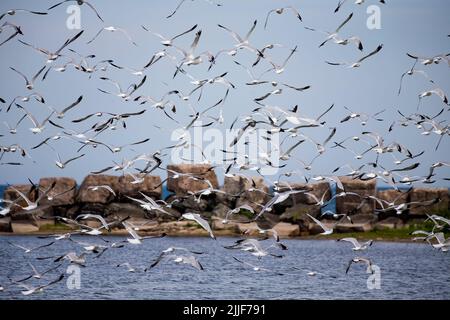 Le troupeau de goélands à bec annulaire (Larus delawarensis) sur la rive du lac Michigan Banque D'Images