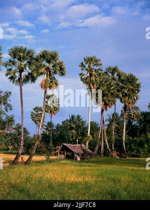 Thaïlande: Une cabane de ferme utilisée pour l'abri pendant les parties les plus chaudes de la journée, au milieu des ricefields et des palmiers, province de Kamphaeng Phet. Banque D'Images