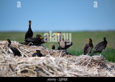 Groupe de grands cormorans ou Carbo Phalacrocorax sur leurs nids. Colonie de reproduction Banque D'Images