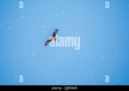 L'oiseau de proie Black Kite volant dans le ciel bleu en hiver neige. Le cerf-volant noir, Milvus migrans, est un oiseau de taille moyenne. Banque D'Images