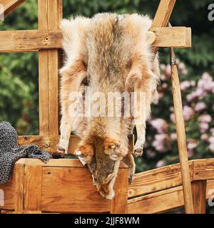 La peau de loup est suspendue sur la clôture. Reconstruction des événements du Moyen Age en Europe. Banque D'Images