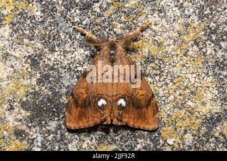 Orgyia antiqua, le vapotier ou la tige de la chaussette rouillée, gros plan d'un insecte mâle, Angleterre, Royaume-Uni Banque D'Images