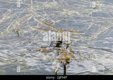 Petite libellule empereur (Anax parthénope), femelle ponçant des œufs dans un étang, Surrey, Angleterre, Royaume-Uni Banque D'Images