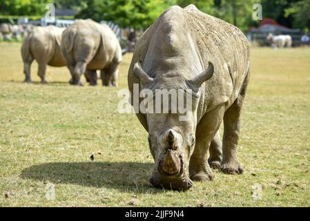 Groupe des rhinocéros blancs en voie de disparition en pâturage dans un champ Banque D'Images