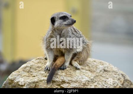 Watchful Meerkat à la recherche de dangers potentiels, assis au-dessus d'un rocher. Banque D'Images