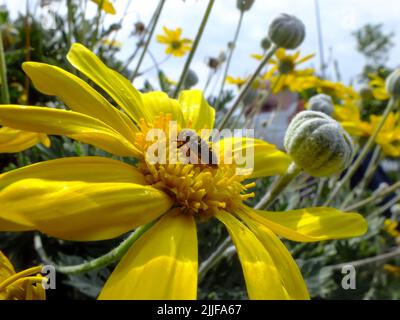 Un insecte sur une Marguerite jaune avec un fond vert flou. Fond floral naturel, gros plan de fleur dorée. Banque D'Images