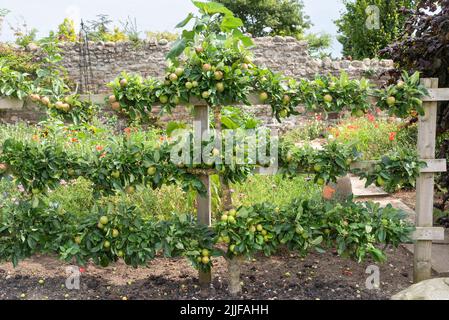 Arbre de pomme formé d'espalier plein de pommes Banque D'Images