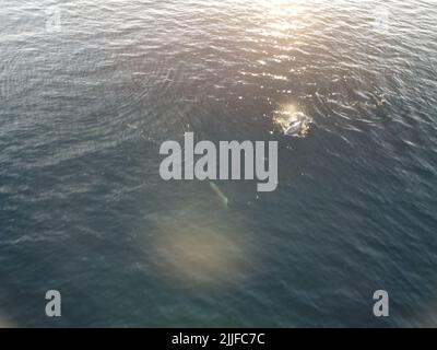 Vue aérienne des dauphins nageant lentement dans des eaux turquoise cristallines. Groupe de mammifères marins endémiques migrant le long du littoral, vu de Banque D'Images