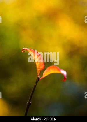 petite branche avec des feuilles rouges de couleur automnale. Les feuilles rouges d'Euonymus frottent sur la branche en automne. Arrière-plan d'automne coloré. Fraise-brousse ou Euonymus americ Banque D'Images