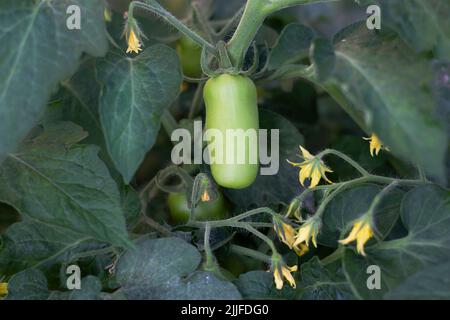 Lignes fraîches tomates ovales vertes sur une branche dans une serre. Une tomate immature à longue tige cultivée à la maison pousse sur une vigne en serre. Banque D'Images