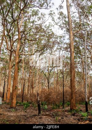 Nouvelle croissance les suites du feu de brousse à la forêt de Boranup décembre 2021 Margaret River Australie occidentale Banque D'Images