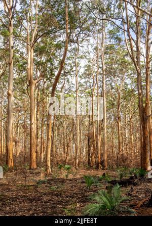 Nouvelle croissance les suites du feu de brousse à la forêt de Boranup décembre 2021 Margaret River Australie occidentale Banque D'Images