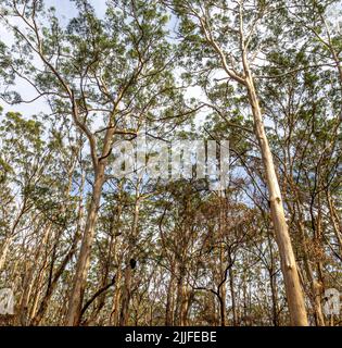 Nouvelle croissance les suites du feu de brousse à la forêt de Boranup décembre 2021 Margaret River Australie occidentale Banque D'Images