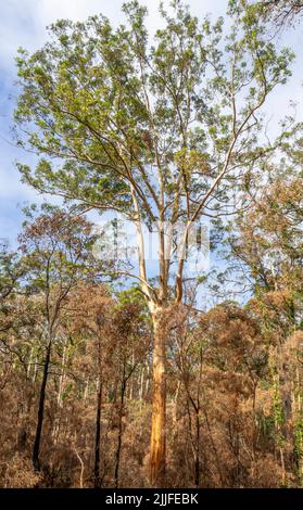 Nouvelle croissance les suites du feu de brousse à la forêt de Boranup décembre 2021 Margaret River Australie occidentale Banque D'Images