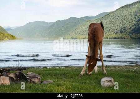 Сute foal pâturage sur le lac. Le jeune cheval est pâturage sur la pelouse au bord du lac. Banque D'Images