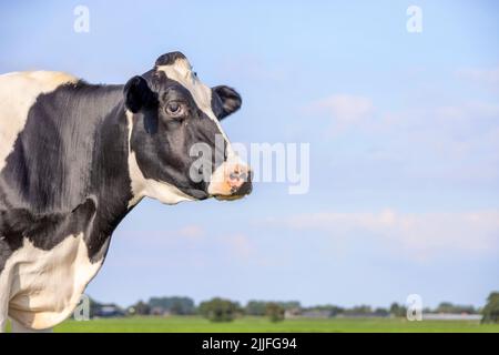 Vache regardant à gauche, tête autour du coin, calme et détendu vue latérale, un ciel bleu Banque D'Images