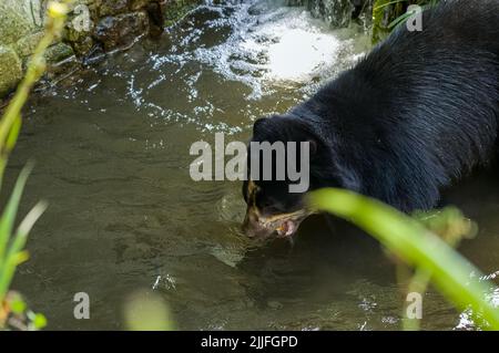 Un ours andin captif, également connu comme un ours spectaculaire jouant dans l'eau au zoo. Banque D'Images