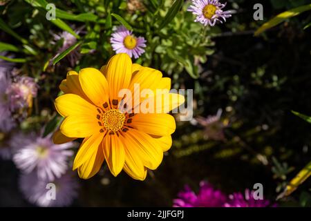 Pâquerette africaine, ou fleurs de Trésor. Jaune vif et orange Gazania rigens plante herbacée de la famille des Asteraceae en pleine floraison pendant l'été. Banque D'Images