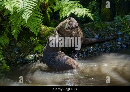 Deux loutres asiatiques à petit clawed, Lutra lutra nageant et jouant à la lutte sur une rive de rivière avec de l'eau claire dans les îles britanniques. Banque D'Images