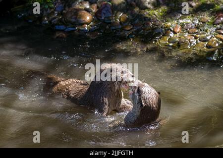 Deux loutres asiatiques à petit clawed, Lutra lutra nageant et jouant à la lutte sur une rive de rivière avec de l'eau claire dans les îles britanniques. Banque D'Images