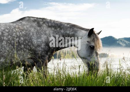 Incroyable cheval gris pastant sur le lac. Banque D'Images