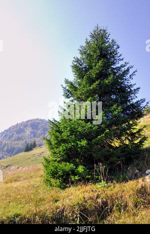 L'Epicéa, originaire de l'Europe du nord les zones climatiques, il s'est répandu dans toutes les régions alpines, avec un succès considérable. Banque D'Images