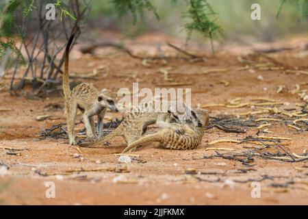 3 petits bébés meerkat (Suricata suricata) se battent. Kalahari, Parc national transfrontalier, Afrique du Sud Banque D'Images