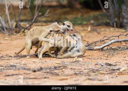 4 petits bébés meerkat (Suricata suricata) se battent. Kalahari, Parc national transfrontalier, Afrique du Sud Banque D'Images