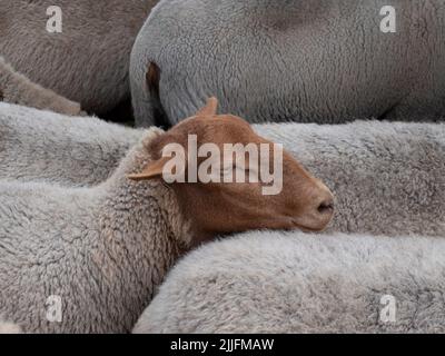 Le mouton belge, race appelée Ardennes Voskop Banque D'Images