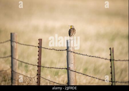 Vue panoramique sur un Western meadowlark perché sur un poteau en bois Banque D'Images