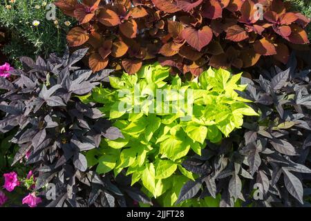 Ipomoea, plante, Ipomoea batatas, annuel, plantes, Coleus, ortie de flamme, Coleus scutellarioides, ortie peinte, literie Banque D'Images