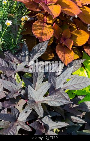 Ipomoea batatas 'Blackie', Coleus, plantes annuelles, feuilles de contraste foncé, mélanger les plantes d'été Banque D'Images