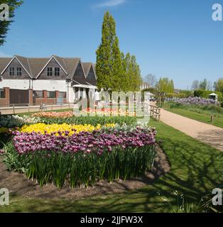 Tulipes dans les jardins de Springfields Outlet Shopping & Leisure, Spalding, Lincolnshire Banque D'Images