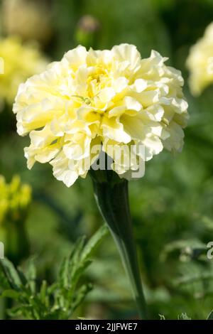 Marigold africain, Tagetes 'Kilimanjaro White', Tagetes erecta, White, Marigold, Fleur Banque D'Images