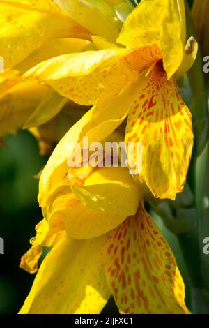 Canna 'Golden Girl', Fleur jaune, Canna Lily Banque D'Images