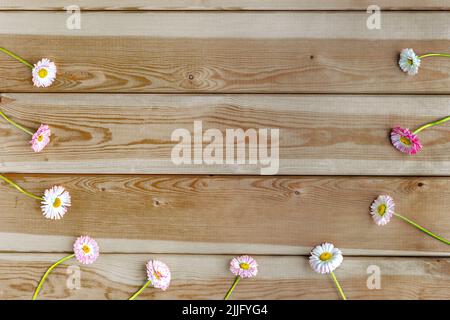 Pâquerettes blanches et roses sur fond de bois en forme de demi-cercle. Contexte de Félicitations. Minimalisme. Format horizontal. Banque D'Images