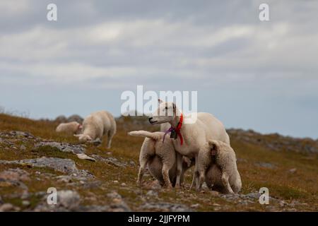 Mère mouton nourrissant deux agneaux dans le pré. Banque D'Images