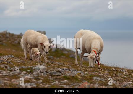 Un troupeau de moutons en pâturage sur un flanc de montagne. Un fond nuageux et une agriculture nordique. Banque D'Images