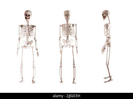 Modèle de squelette humain isolé sur fond blanc. Vues avant, arrière et latérales. Anatomie ou Halloween concept de vacances. Photo de haute qualité Banque D'Images