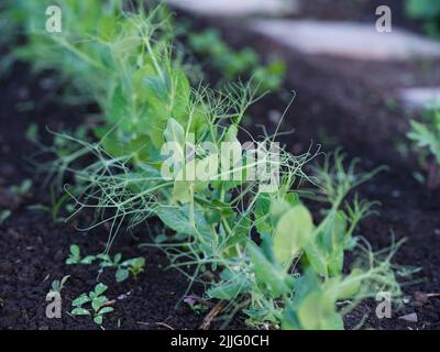 Jeunes plants de pois verts poussant dans un potager Banque D'Images