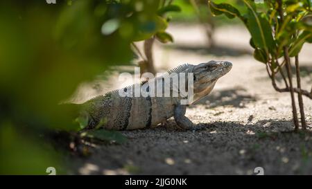 Gros plan d'un chameleon rampant sur le sol Banque D'Images