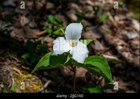 Un Trillium grandiflorum, communément connu sous le nom de grand trillium blanc ou de fleur de nénuphars au printemps Banque D'Images