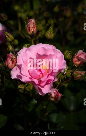 Rose Rosa Happy Retirement. Tantoras. Un floribunda bushy rose avec des grappes de fleurs légèrement parfumées de rose pâle poussant dans un jardin à Newquay en maïs Banque D'Images