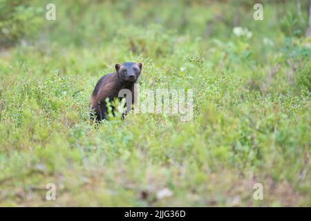 Wolverine (Gulo gulo) traversant la forêt de taïga, Finlande Banque D'Images