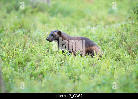 Wolverine (Gulo gulo) traversant la forêt de taïga, Finlande Banque D'Images