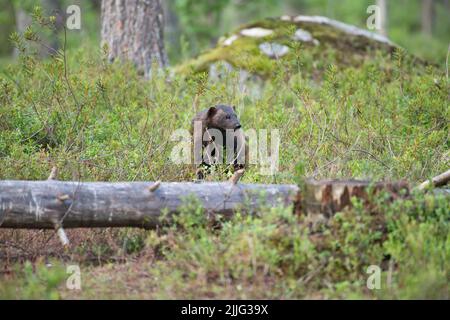 Wolverine (Gulo gulo) traversant la forêt de taïga, Finlande Banque D'Images