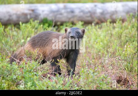 Wolverine (Gulo gulo) traversant la forêt de taïga, Finlande Banque D'Images