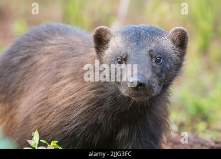 Wolverine (Gulo gulo) traversant la forêt de taïga, Finlande Banque D'Images