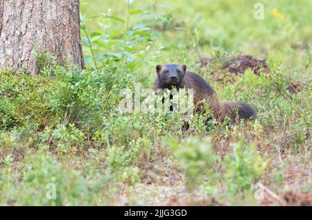 Wolverine (Gulo gulo) traversant la forêt de taïga, Finlande Banque D'Images